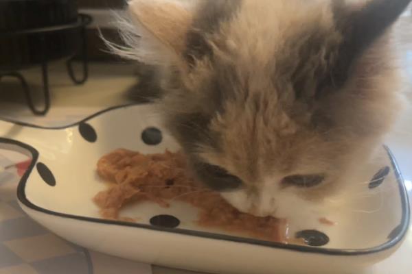 猫为什么不能喝牛奶，大部分的猫不建议喝牛奶