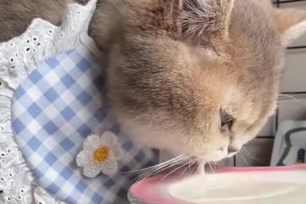猫为什么不能喝牛奶，大部分的猫不建议喝牛奶