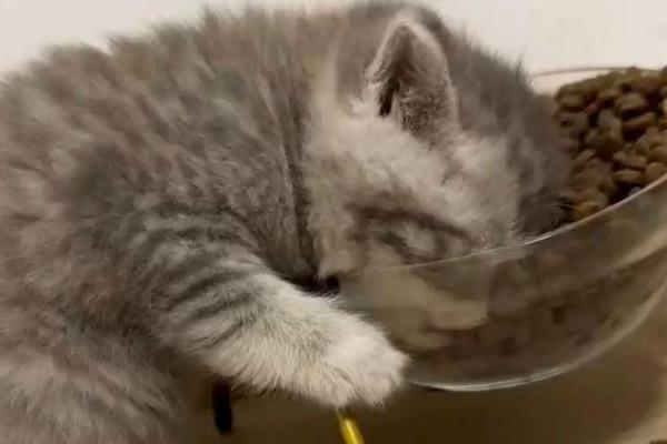 猫为什么不能喝牛奶，大部分的猫不建议喝牛奶
