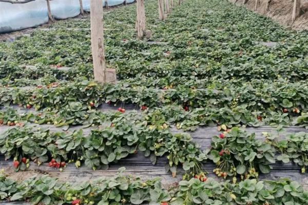 草莓苗蔫了如何补救,将环境温度稳定在20℃以上