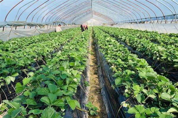 草莓苗蔫了如何补救,将环境温度稳定在20℃以上
