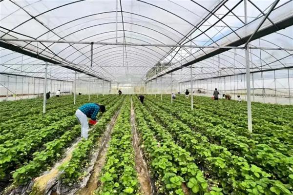 草莓苗蔫了如何补救,将环境温度稳定在20℃以上