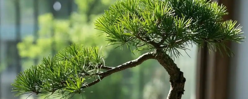 迎客松的养殖方法，平时把温度保持在20-25℃