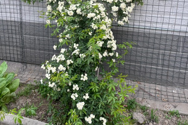 白木香一年开花几次,一年只开一次花