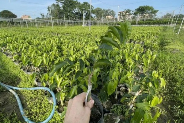 白木香一年开花几次,一年只开一次花