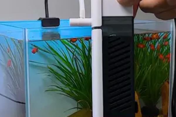 鱼屎和鱼卵的区别，前者是条状的
