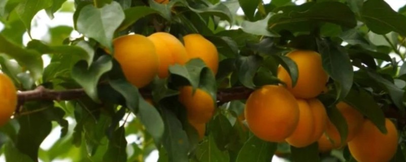 河北阜城县的特产，有阜城杏梅、漫河西瓜等
