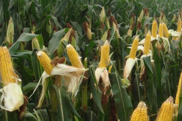 KWS5349玉米种子特征特性,注意防治丝黑穗病