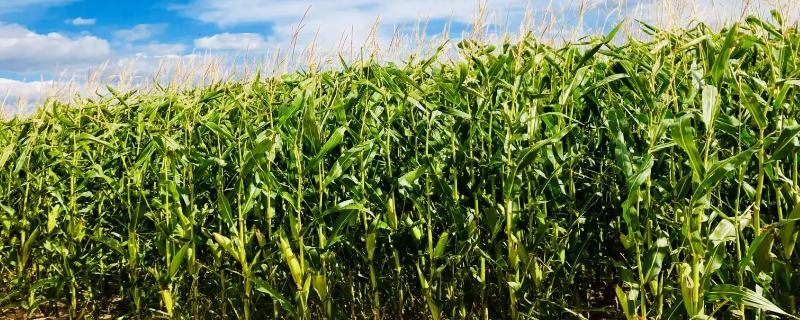 KWS5349玉米种子特征特性，注意防治丝黑穗病