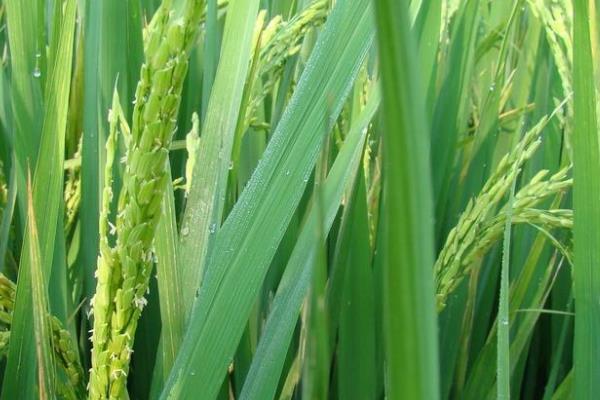 阜麦29小麦品种简介,每亩18-20万基本苗