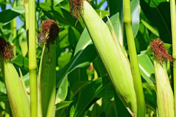 常丰18玉米品种简介,适宜播期4月下旬至5月上旬