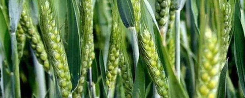 阜麦29小麦品种简介,每亩18-20万基本苗