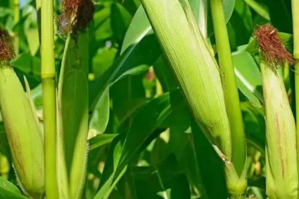 常丰18玉米品种简介,适宜播期4月下旬至5月上旬