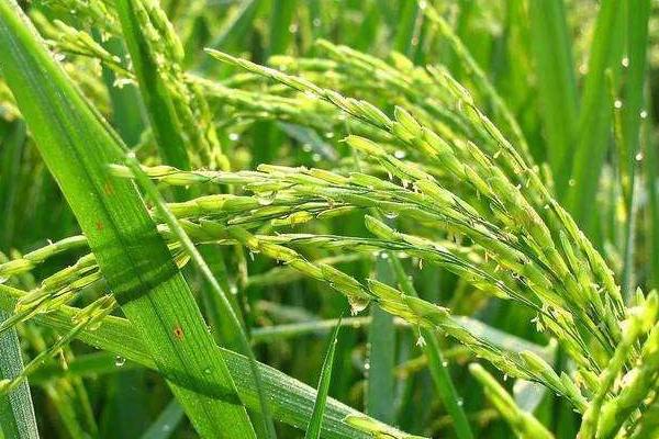 奥华丝3号水稻种子特点,一般4月中旬至5月上旬播种