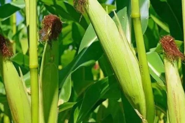 KWS5349玉米种子特征特性,注意防治丝黑穗病