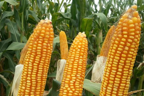 明玉268玉米种子特征特性,每亩适宜密度5000株