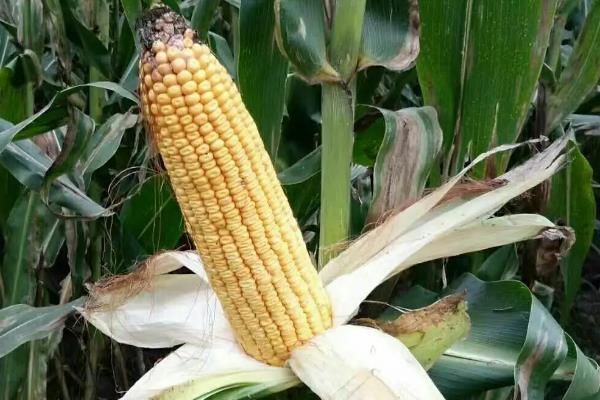 华龙玉5581玉米品种简介,适宜播种期3月下旬至5月下旬