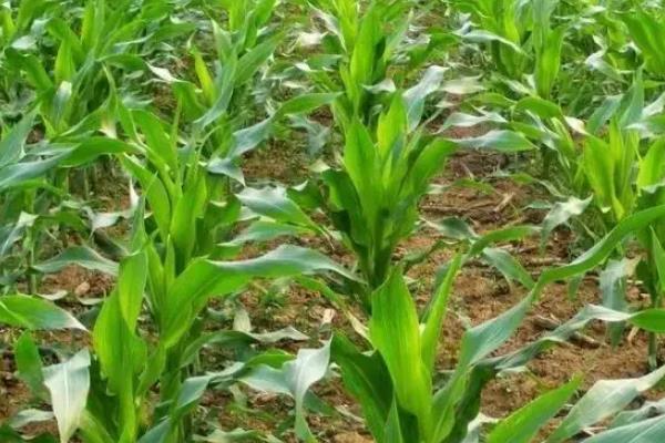 兴华G58玉米种子特点，密度4500株/亩左右