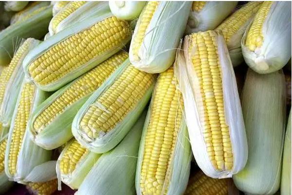 先达4533玉米品种简介，密度4500株/亩左右