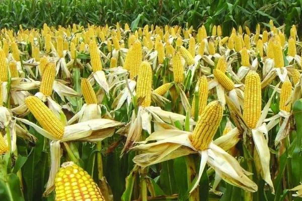 FY50玉米种子介绍，注意防治穗腐病