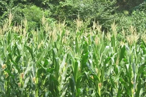 登海2379玉米种子特征特性,适宜播种期6月上中旬