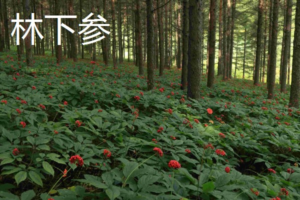 林下参和园参的生长环境区别,通常林下参是林间撒籽