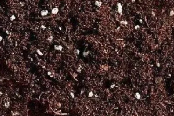 林下参和园参的生长环境区别,通常林下参是林间撒籽