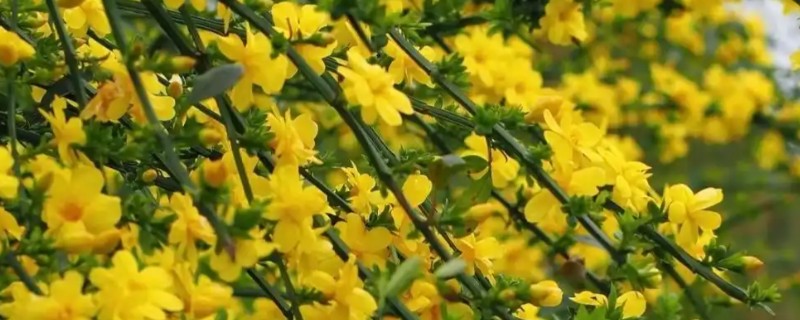 迎春花怕不怕冻，不怕冻