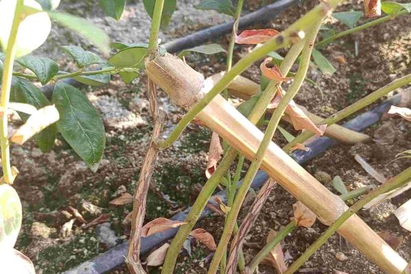 蓝莓虫害怎么防治,出现小青花金龟可喷洒喹硫磷等药物