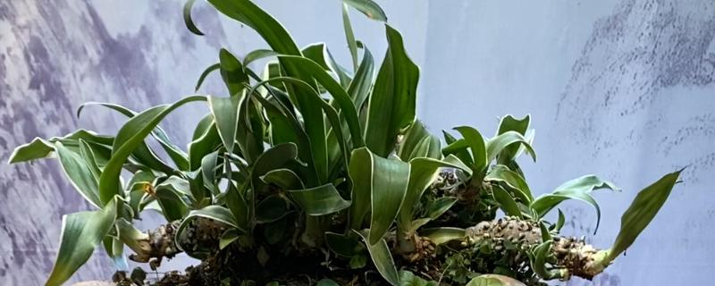 万年青长高了如何修剪，及时剪去顶端嫩枝或幼芽