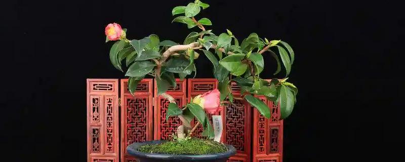 让茶花重新长叶的方法，种植泥土需要使用疏松土壤