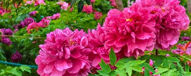 牡丹的花语，不同颜色的花语不同