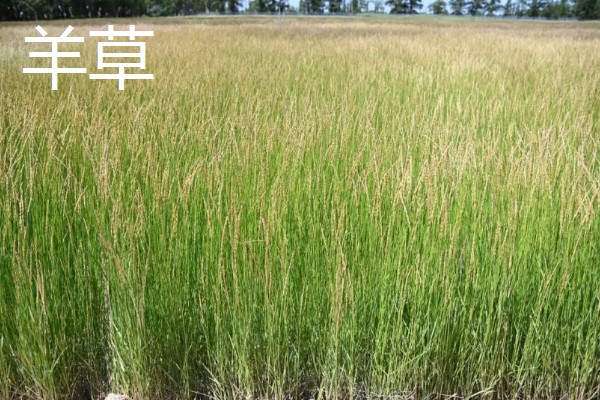 北方有什么高产牧草,包括羊草、紫花苜蓿、普那菊苣等品种