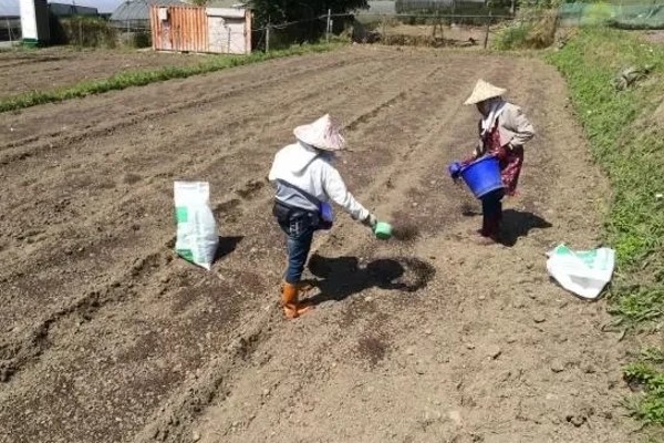 北方有什么高产牧草,包括羊草、紫花苜蓿、普那菊苣等品种