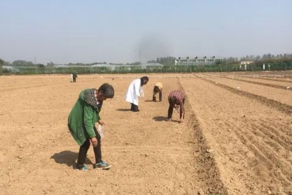 北方有什么高产牧草,包括羊草、紫花苜蓿、普那菊苣等品种