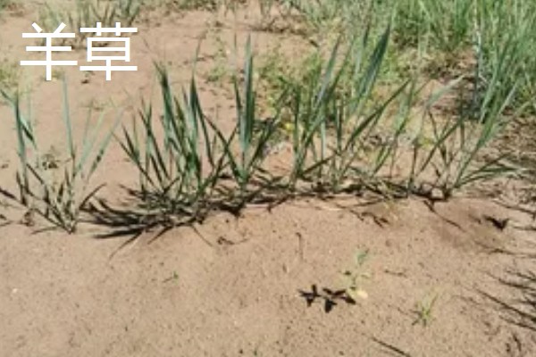 北方有什么高产牧草,包括羊草、紫花苜蓿、普那菊苣等品种