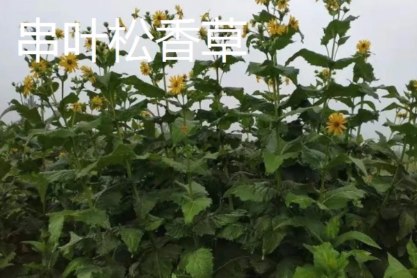 北方有什么高产牧草,包括羊草、紫花苜蓿、普那菊苣等品种
