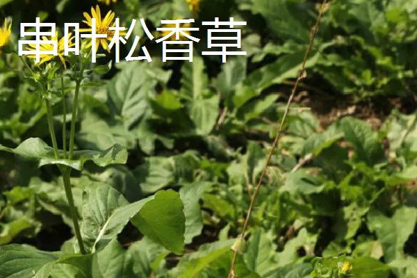 北方有什么高产牧草,包括羊草、紫花苜蓿、普那菊苣等品种