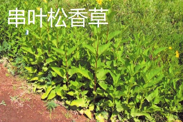 北方有什么高产牧草,包括羊草、紫花苜蓿、普那菊苣等品种