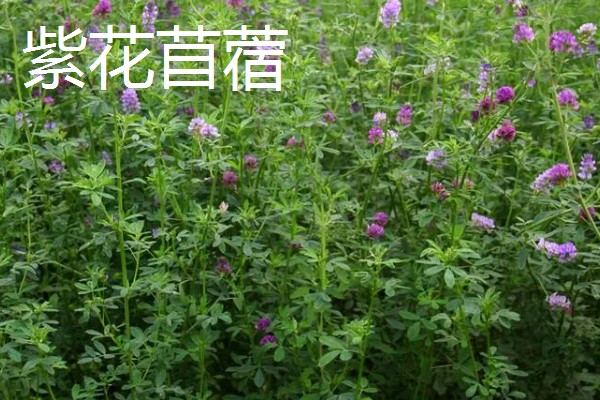 北方有什么高产牧草,包括羊草、紫花苜蓿、普那菊苣等品种