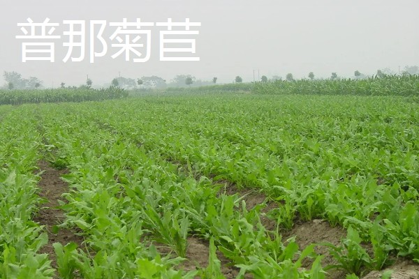 北方有什么高产牧草,包括羊草、紫花苜蓿、普那菊苣等品种