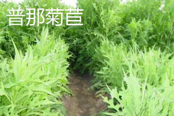 北方有什么高产牧草,包括羊草、紫花苜蓿、普那菊苣等品种