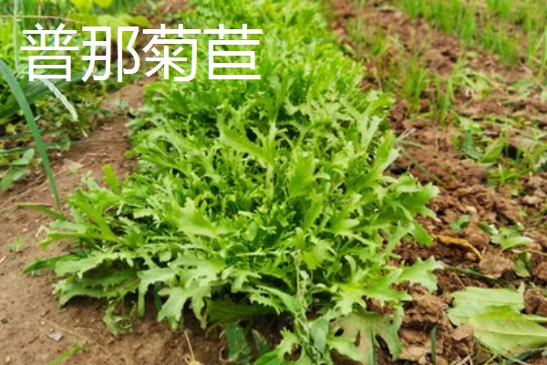 北方有什么高产牧草,包括羊草、紫花苜蓿、普那菊苣等品种