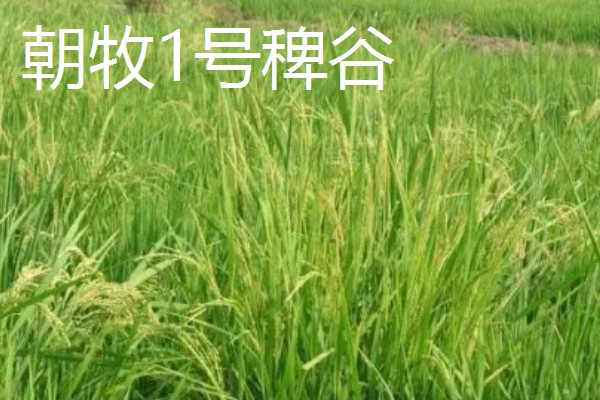 北方有什么高产牧草,包括羊草、紫花苜蓿、普那菊苣等品种