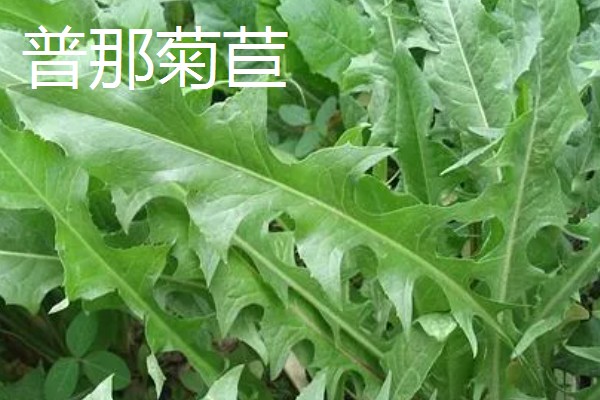 北方有什么高产牧草,包括羊草、紫花苜蓿、普那菊苣等品种