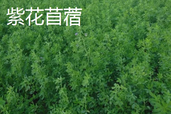 北方有什么高产牧草,包括羊草、紫花苜蓿、普那菊苣等品种