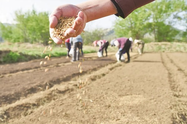 北方有什么高产牧草,包括羊草、紫花苜蓿、普那菊苣等品种