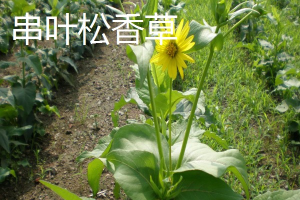 北方有什么高产牧草,包括羊草、紫花苜蓿、普那菊苣等品种