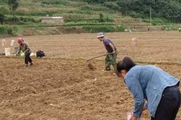 北方有什么高产牧草,包括羊草、紫花苜蓿、普那菊苣等品种