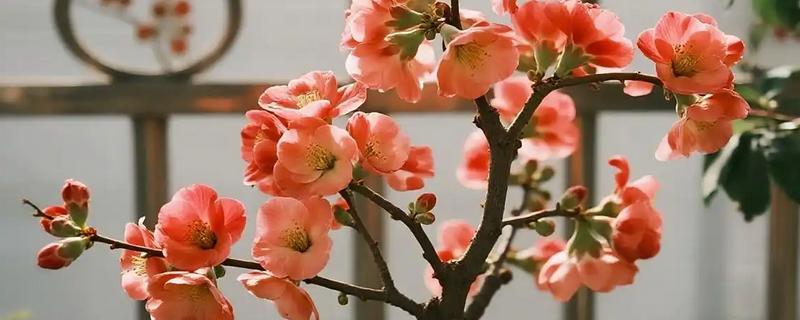 木本花卉有什么特点，茎干木质化明显